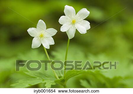 Anemone flowers View Large Photo Image Picture - Anemone flowers. Fotosearch