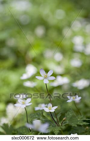 Anemone flowers View Large Photo Image Stock Image - Anemone flowers. Fotosearch