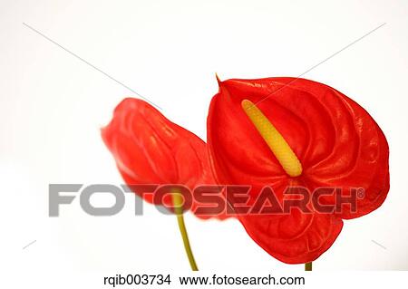 Anthurium View Large Photo Image Picture - Anthurium. Fotosearch