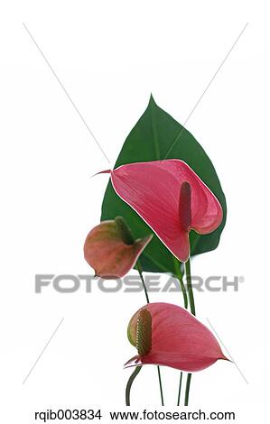 Anthurium View Large Photo Image Picture - Anthurium. Fotosearch
