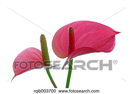 Stock Image - Anthurium. Fotosearch