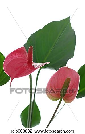Stock Image - Anthurium. Fotosearch