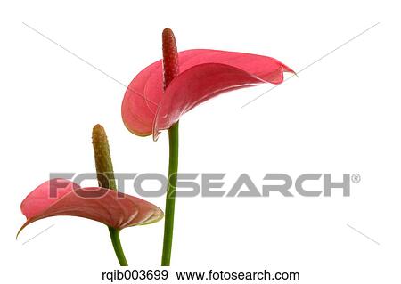Stock Photo - Anthurium. Fotosearch