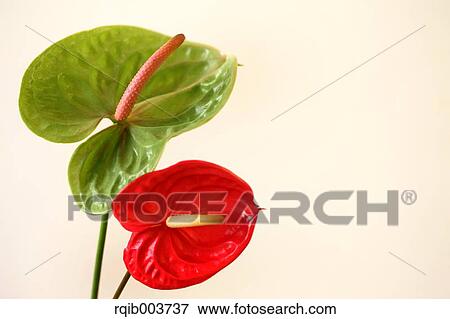 Stock Photo - Anthurium. Fotosearch