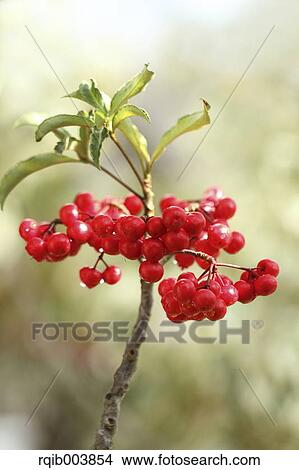 Picture - Ardisia. Fotosearch