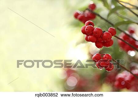 Ardisia View Large Photo Image Stock Image - Ardisia. Fotosearch