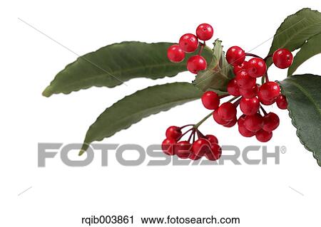 Ardisia View Large Photo Image Stock Image - Ardisia. Fotosearch