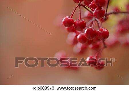 Ardisia View Large Photo Image Stock Image - Ardisia. Fotosearch
