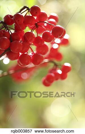 Ardisia View Large Photo Image Stock Photo - Ardisia. Fotosearch