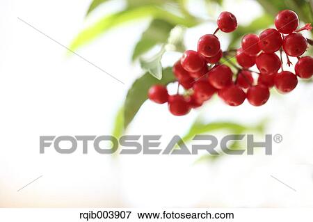 Ardisia View Large Photo Image Stock Photo - Ardisia. Fotosearch