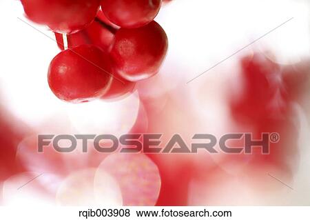 Ardisia View Large Photo Image Stock Photo - Ardisia. Fotosearch