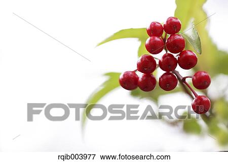 Ardisia View Large Photo Image Stock Photo - Ardisia. Fotosearch