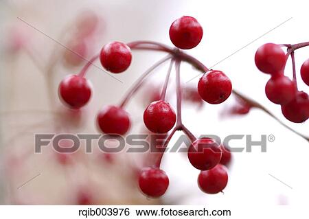 Stock Photograph - Ardisia. Fotosearch