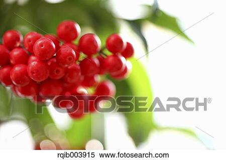 Stock Photography - Ardisia. Fotosearch