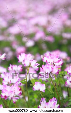 Stock Image - Astragals. Fotosearch