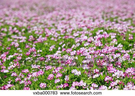 Astragals View Large Photo Image Stock Image - Astragals. Fotosearch