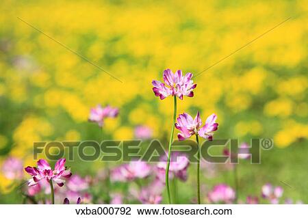 Astragals View Large Photo Image Stock Image - Astragals. Fotosearch