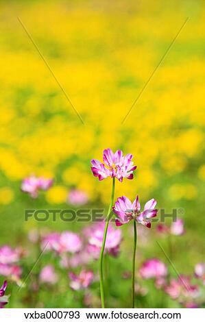 Astragals View Large Photo Image Stock Image - Astragals. Fotosearch