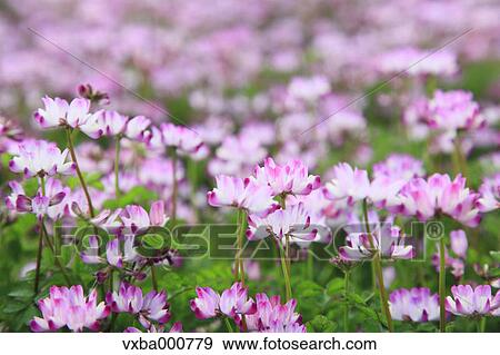 Astragals View Large Photo Image Stock Photo - Astragals. Fotosearch