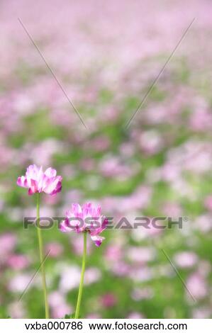 Astragals View Large Photo Image Stock Photograph - Astragals. Fotosearch