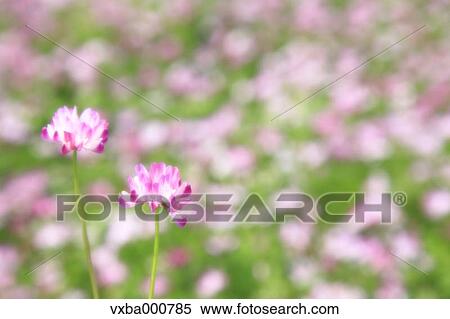 Astragals View Large Photo Image Stock Photography - Astragals. Fotosearch