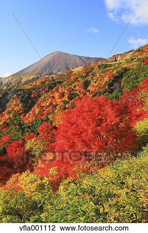 Autumn at Tengu garden, Fukushima Prefecture View Large Photo Image Stock Image - Autumn at Tengu garden, Fukushima Prefecture. Fotosearch