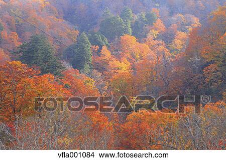 Autumn leaves and trees, Akita Prefecture View Large Photo Image Picture - Autumn leaves and trees, Akita Prefecture. Fotosearch