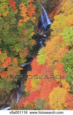 Autumn leaves and water stream View Large Photo Image Stock Photo - Autumn leaves and water stream. Fotosearch