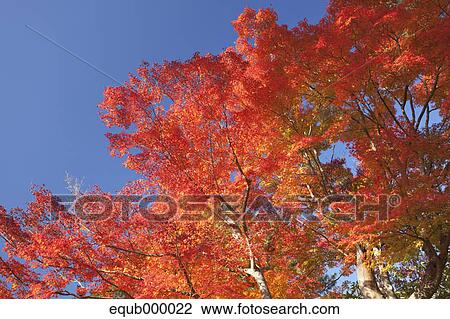 Autumn leaves, Mie Prefecture View Large Photo Image Stock Image - Autumn leaves, Mie Prefecture. Fotosearch