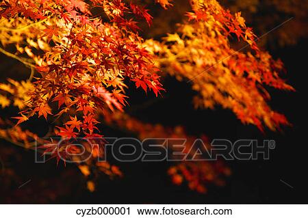Autumn leaves View Large Photo Image Stock Image - Autumn leaves. Fotosearch