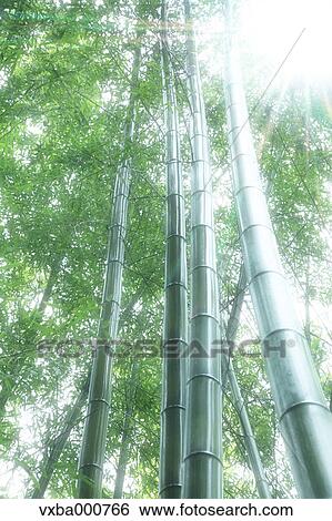 Bamboo forest after the rain View Large Photo Image Stock Photograph - Bamboo forest after the rain. Fotosearch