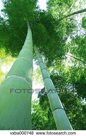 Bamboo forest View Large Photo Image Stock Photo - Bamboo forest. Fotosearch