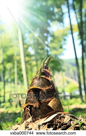 Bamboo shoot View Large Photo Image Picture - Bamboo shoot. Fotosearch