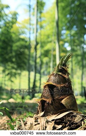 Bamboo shoot View Large Photo Image Stock Photography - Bamboo shoot. Fotosearch