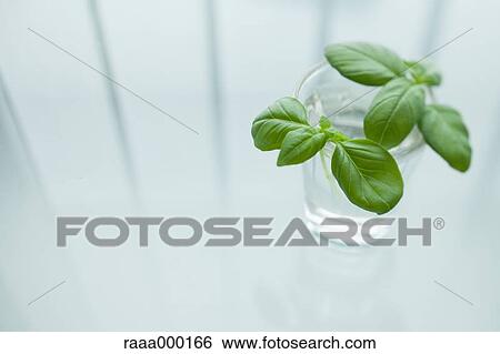 Basil View Large Photo Image Stock Photograph - Basil. Fotosearch