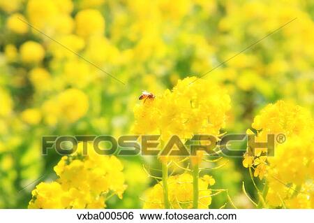 Bee in rapeseed field View Large Photo Image Stock Photograph - Bee in rapeseed field. Fotosearch