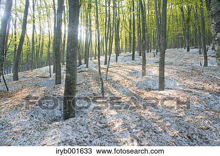 Beech forest and snow View Large Photo Image Stock Image - Beech forest and snow. Fotosearch