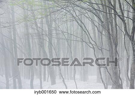 Beech forest and snow View Large Photo Image Stock Image - Beech forest and snow. Fotosearch