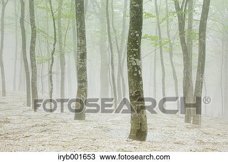 Beech forest and snow View Large Photo Image Stock Image - Beech forest and snow. Fotosearch