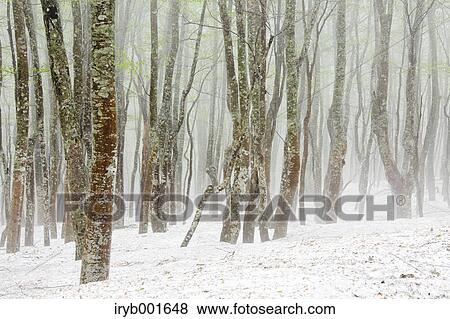 Beech forest and snow View Large Photo Image Stock Photo - Beech forest and snow. Fotosearch