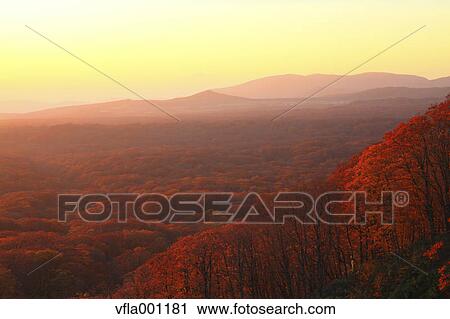 Beech forest, Aomori Prefecture View Large Photo Image Stock Image - Beech forest, Aomori Prefecture. Fotosearch