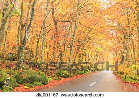 Beech forest, Aomori Prefecture View Large Photo Image Stock Photo - Beech forest, Aomori Prefecture. Fotosearch