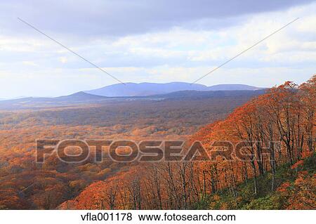 Beech forest, Aomori Prefecture View Large Photo Image Stock Photo - Beech forest, Aomori Prefecture. Fotosearch