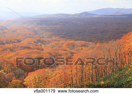 Beech forest, Aomori Prefecture View Large Photo Image Stock Photo - Beech forest, Aomori Prefecture. Fotosearch