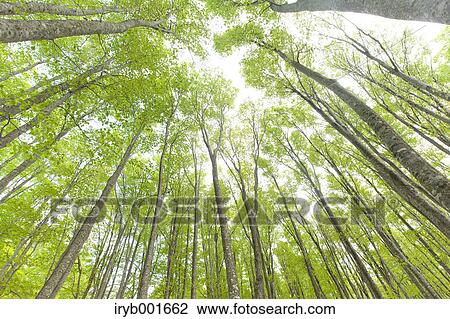 Beech forest View Large Photo Image Stock Image - Beech forest. Fotosearch