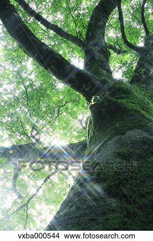 Beech tree and rays of light View Large Photo Image Picture - Beech tree and rays of light. Fotosearch