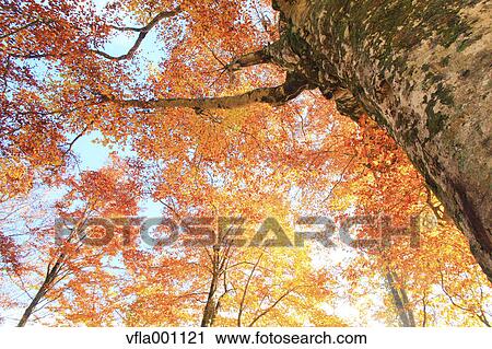 Stock Image - Beech tree in Autumn. Fotosearch