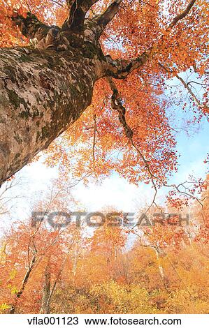 Beech tree in Autumn View Large Photo Image Stock Image - Beech tree in Autumn. Fotosearch
