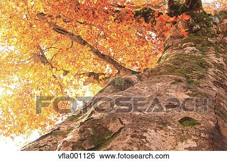 Beech tree in Autumn View Large Photo Image Stock Photograph - Beech tree in Autumn. Fotosearch