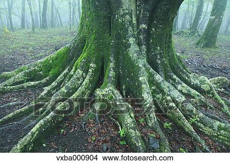 Picture - Beech tree roots. Fotosearch